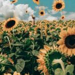 Estrella Tineo Tineo