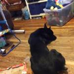 Anthony Vicanpedroza